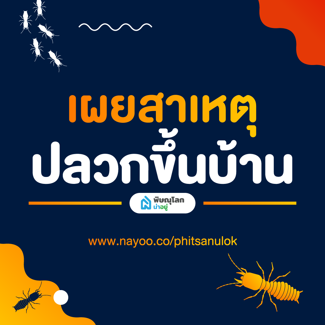 เผยสาเหตุปลวกขึ้นบ้าน