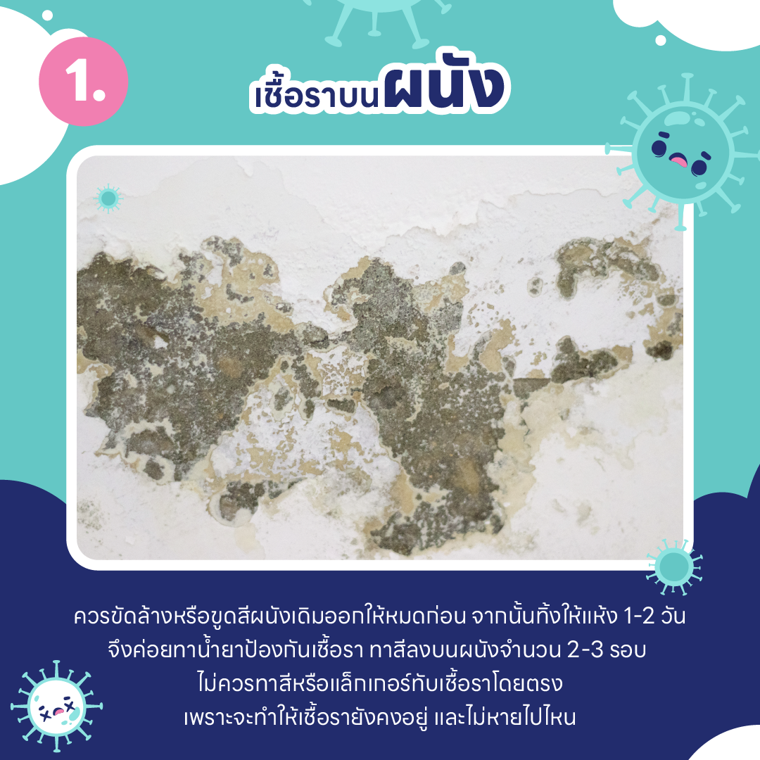 บ้านชื้น ขึ้นรา เป็นเพราะอะไร ? และ วิธีกำจัดเชื้อรา ในบ้านแบบไม่ให้กลับมาอีก