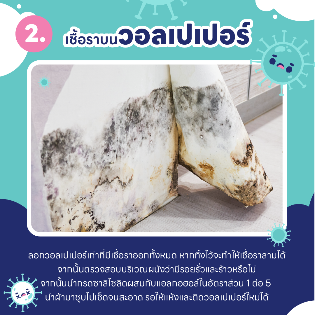 บ้านชื้น ขึ้นรา เป็นเพราะอะไร ? และ วิธีกำจัดเชื้อรา ในบ้านแบบไม่ให้กลับมาอีก