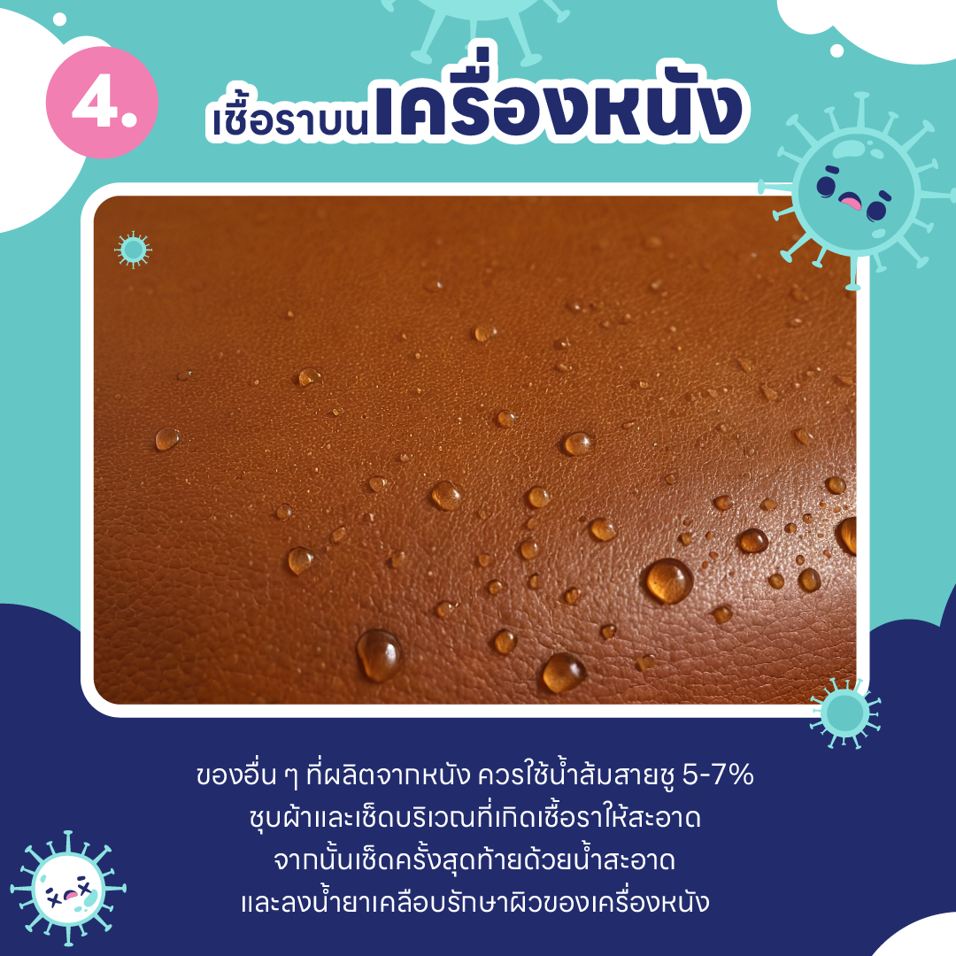 บ้านชื้น ขึ้นรา เป็นเพราะอะไร ? และ วิธีกำจัดเชื้อรา ในบ้านแบบไม่ให้กลับมาอีก