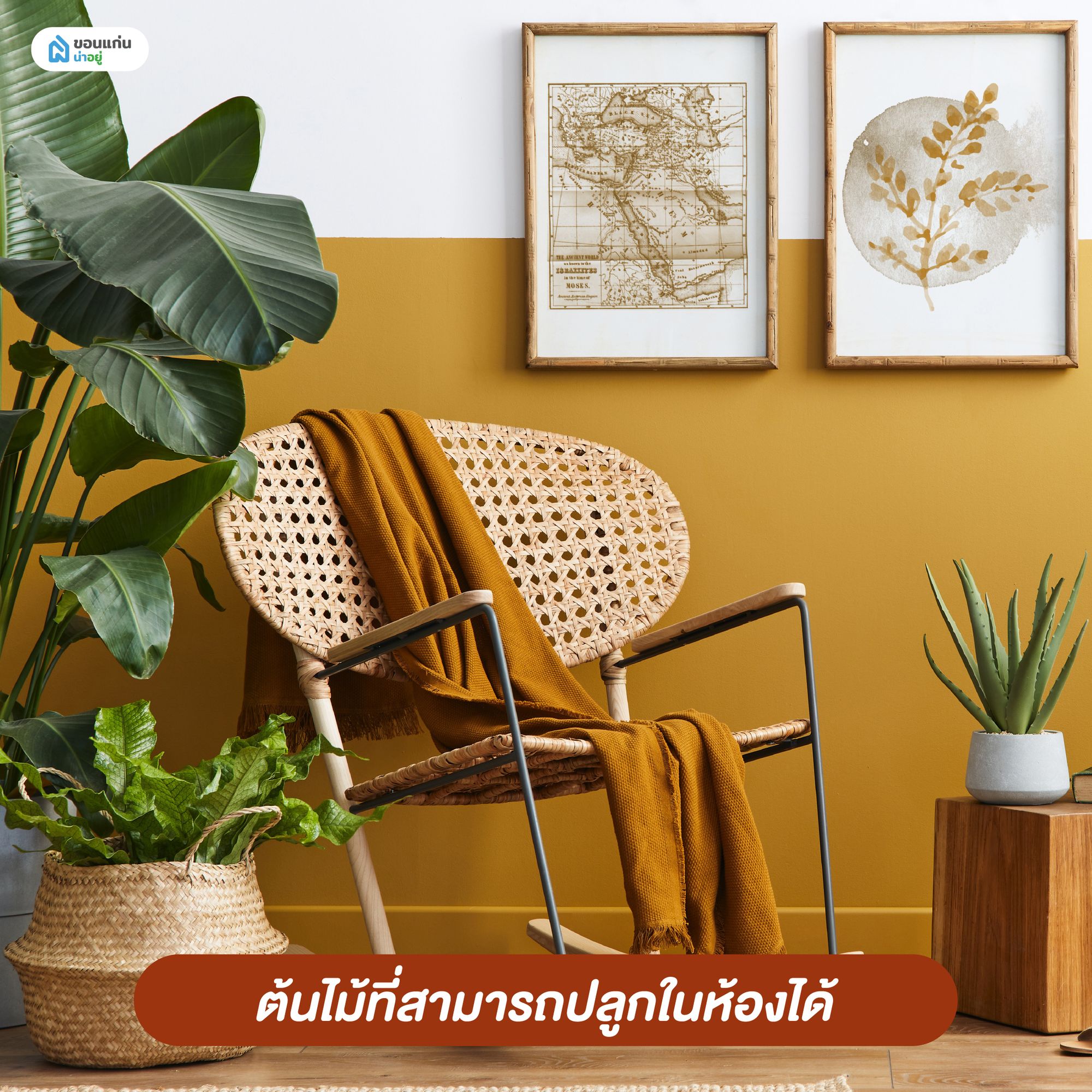 ตกแต่งภายในคอนโด ต้นไม้ที่สามารถปลูกในห้องได้
