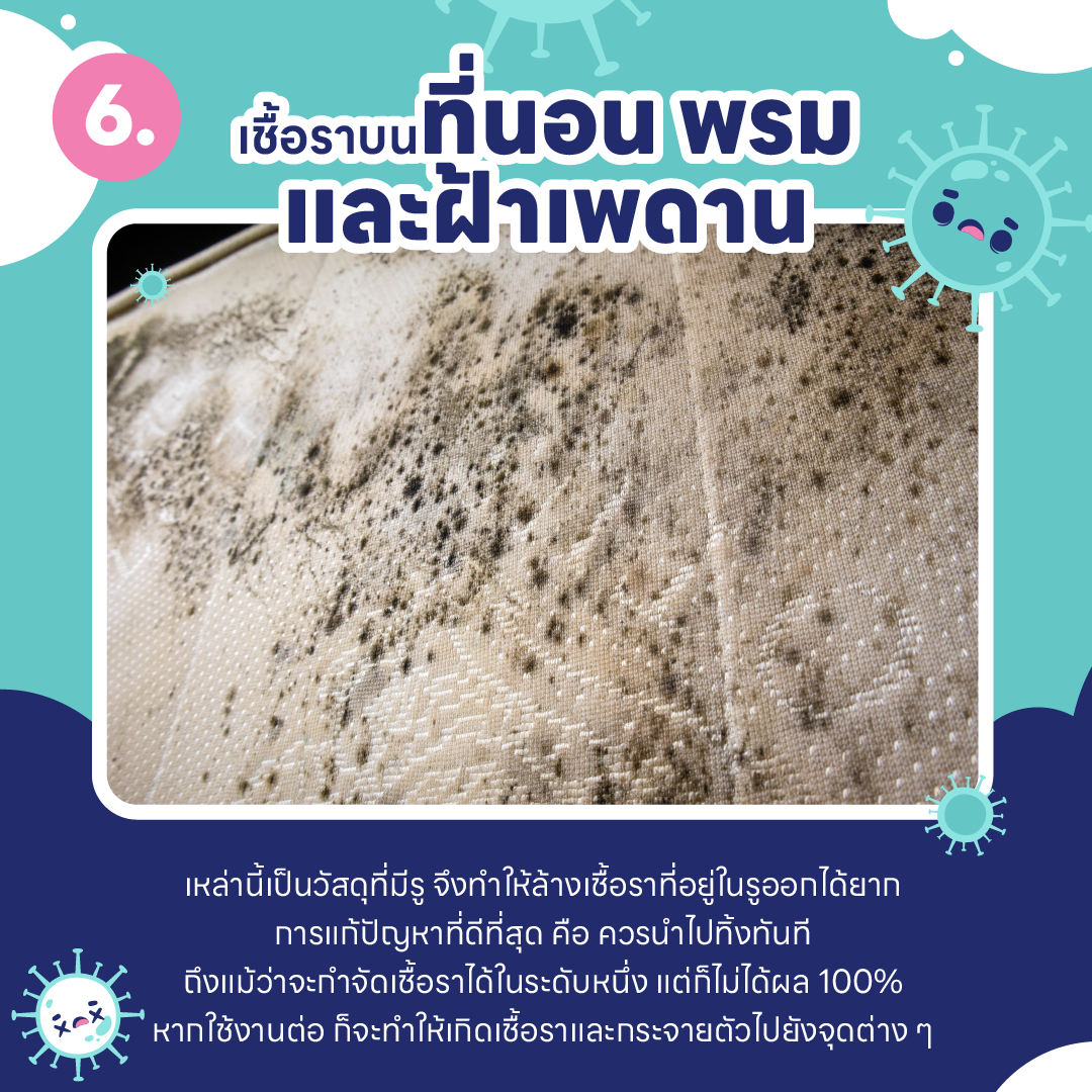 บ้านชื้น ขึ้นรา เป็นเพราะอะไร ? และ วิธีกำจัดเชื้อรา ในบ้านแบบไม่ให้กลับมาอีก