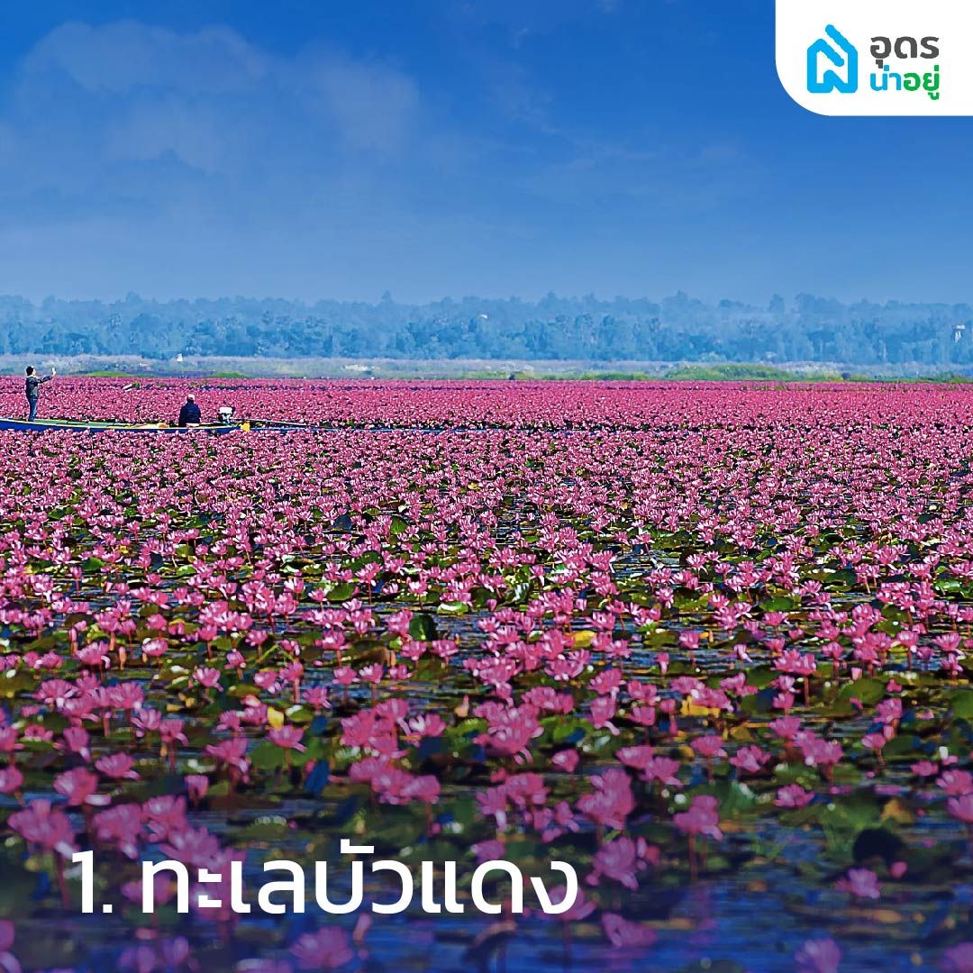 ทะเลบัวแดง – มหัศจรรย์สีชมพูของที่เที่ยว อุดรธานี