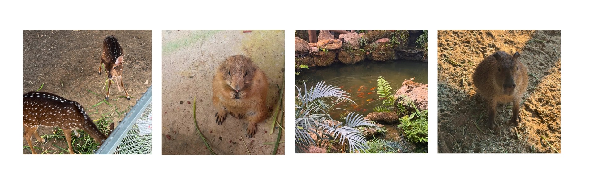 บ้านสวนฟรุ๊ตการ์เด้นส์ โซน mini zoo