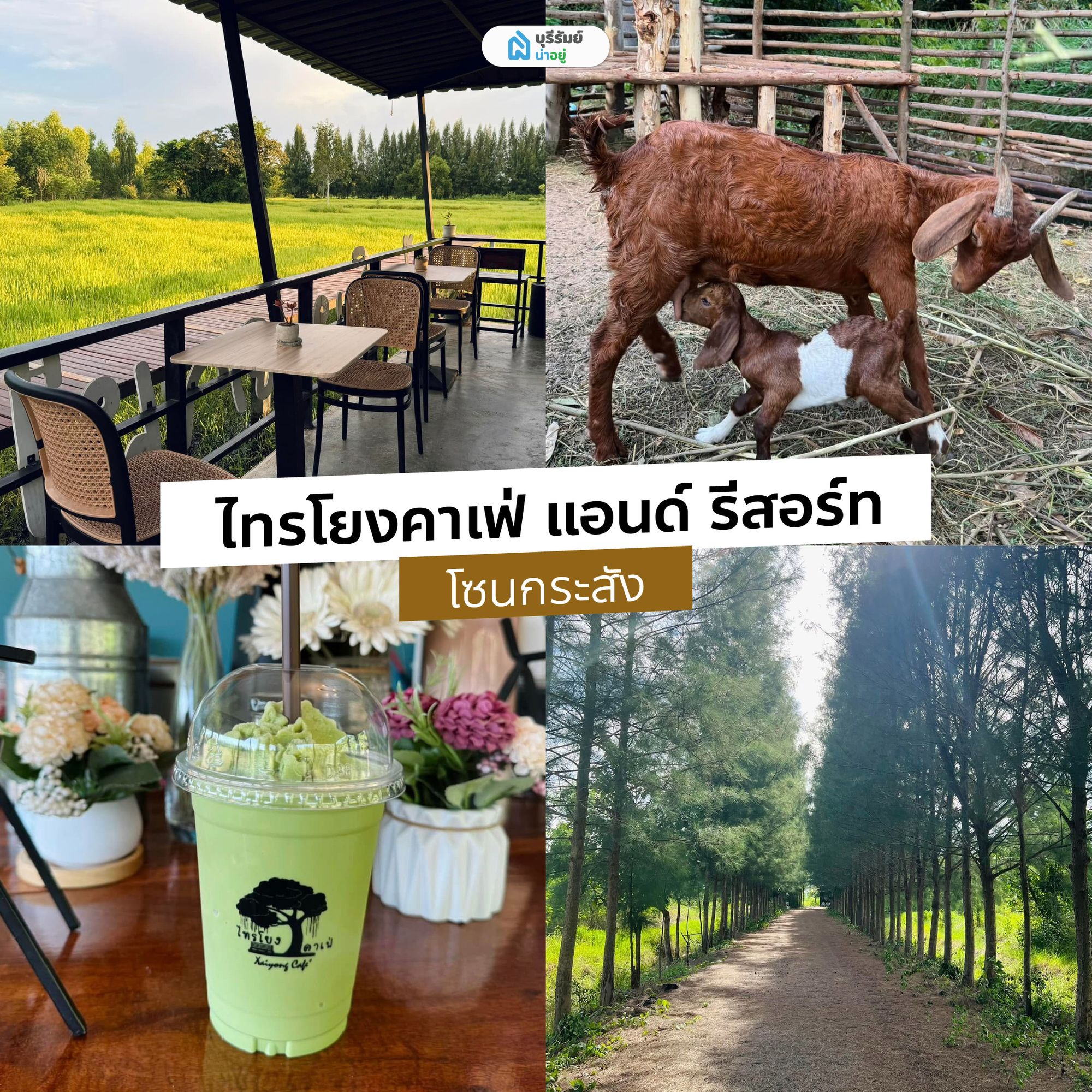 ไทรโยงคาเฟ่ คาเฟ่บุรีรัมย์ แนวแคมป์ปิ้ง