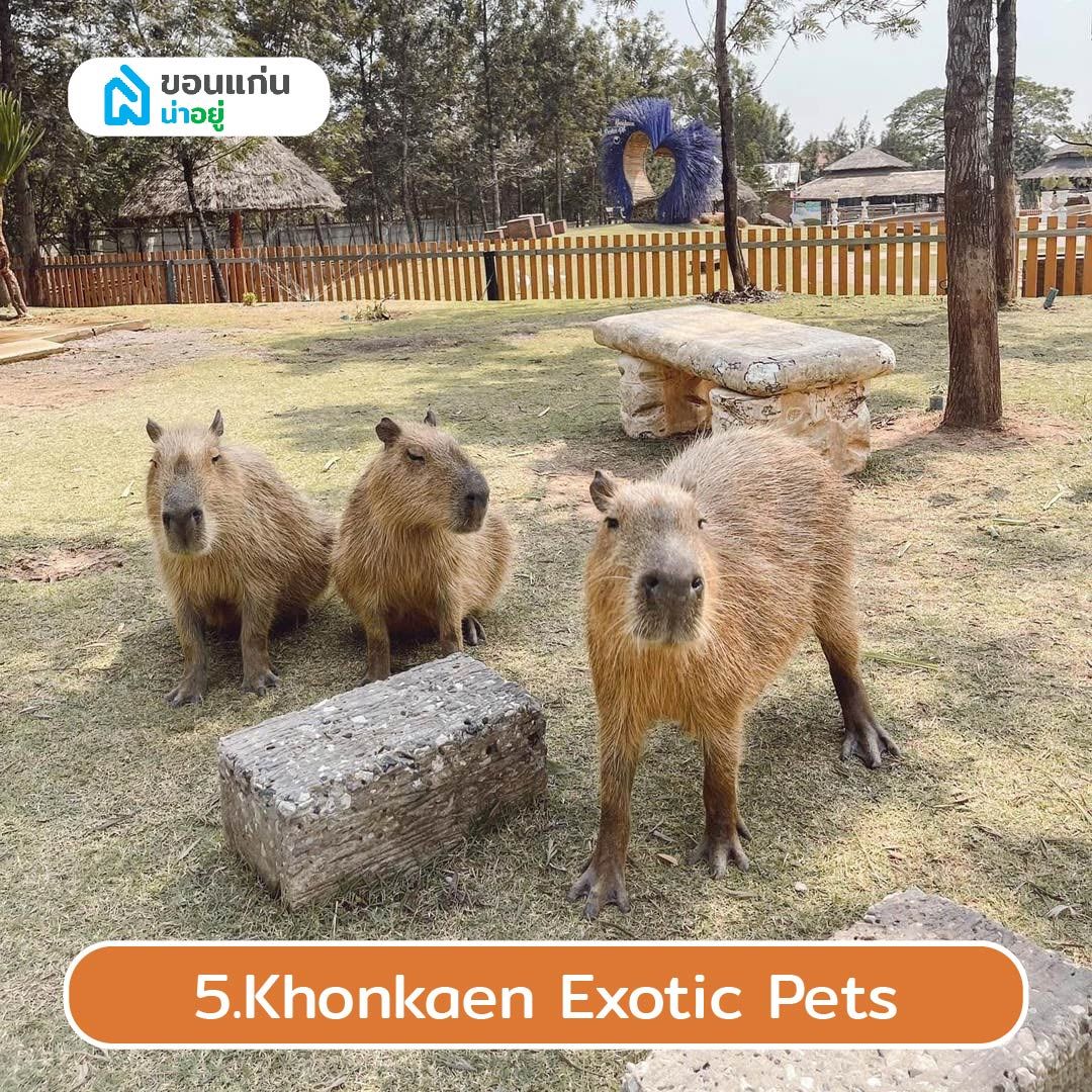 Khonkaen Exotic Pets