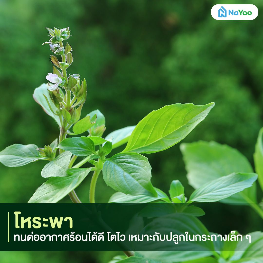 โหระพา