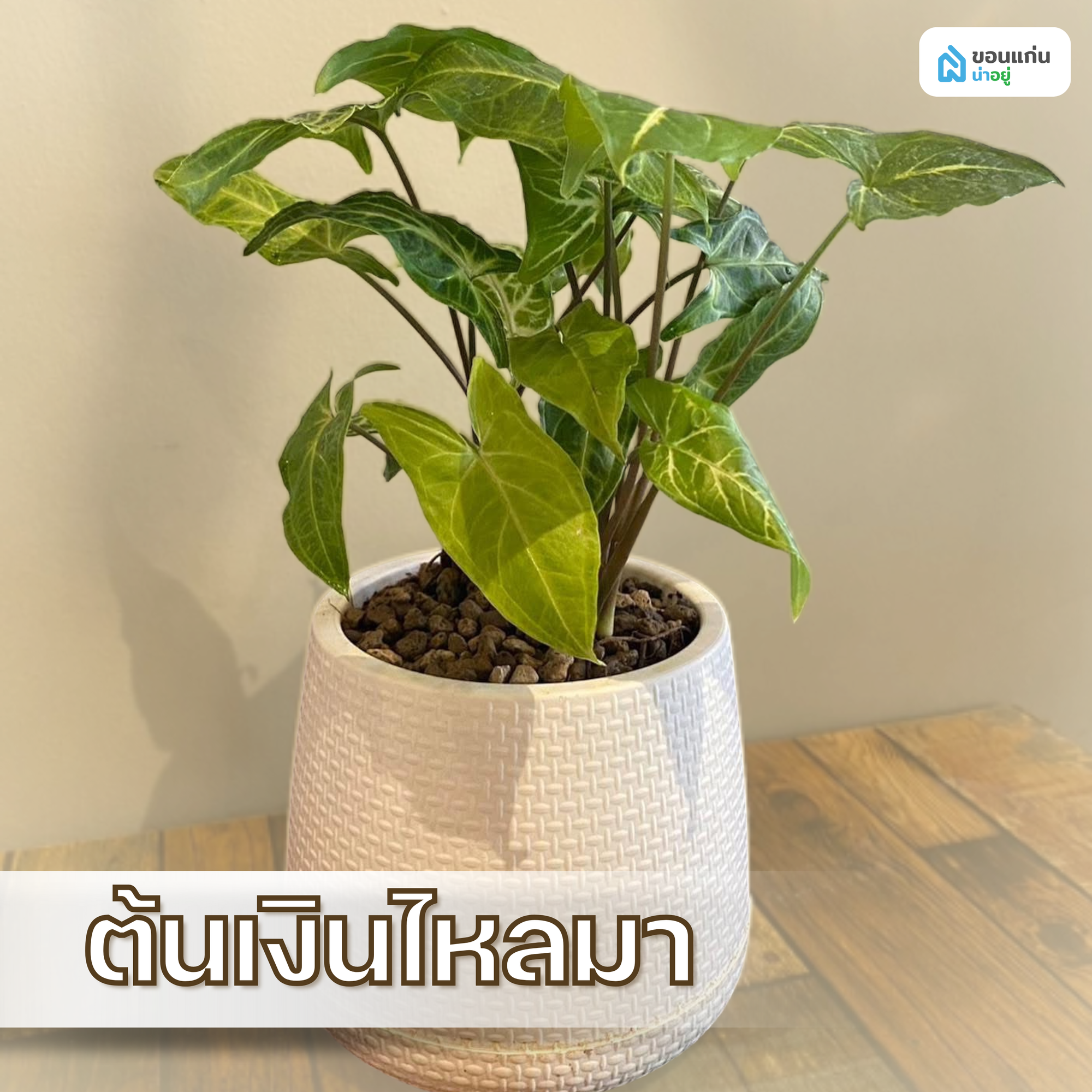 ต้นเงินไหลมา