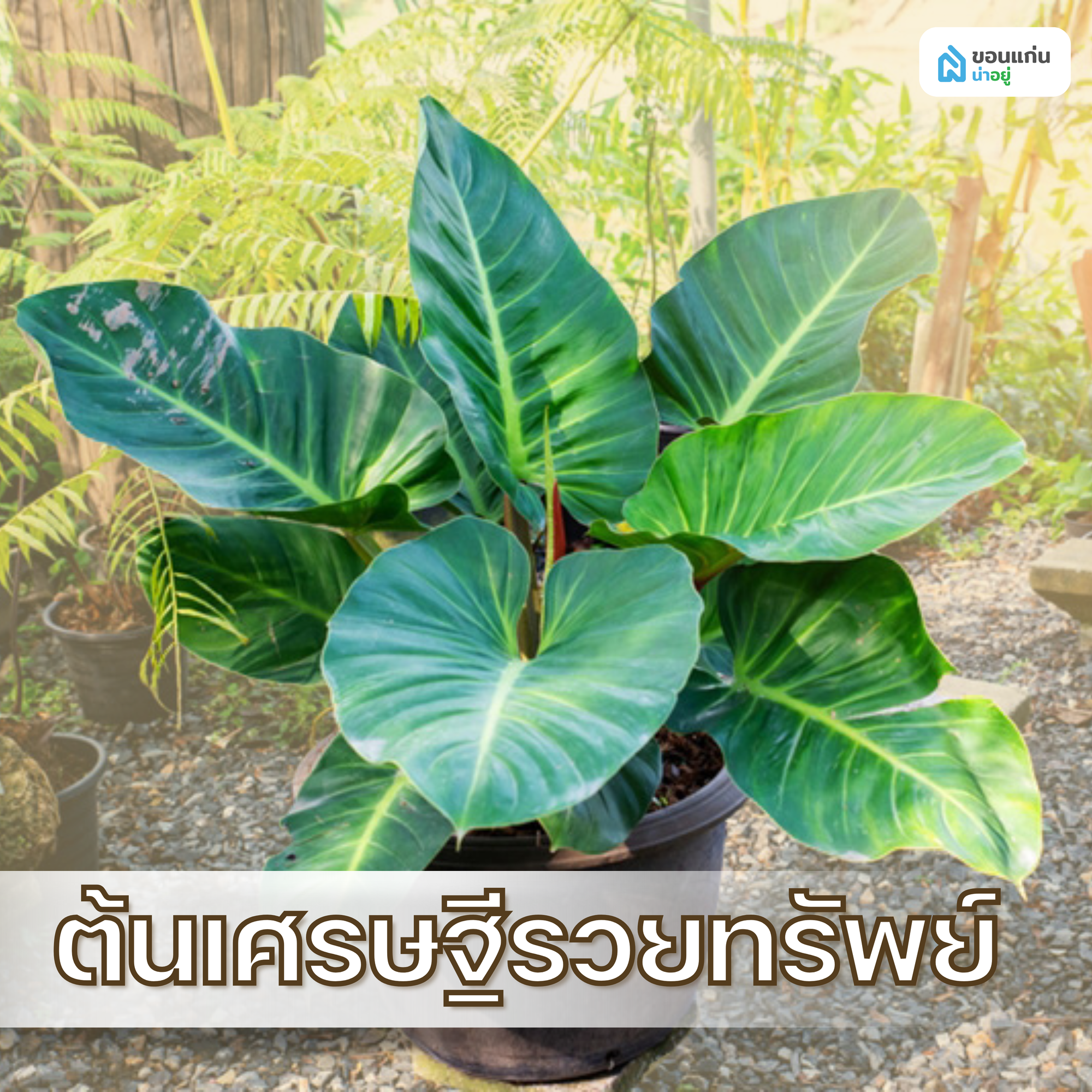 ต้นเศรษฐีรวยทรัพย์