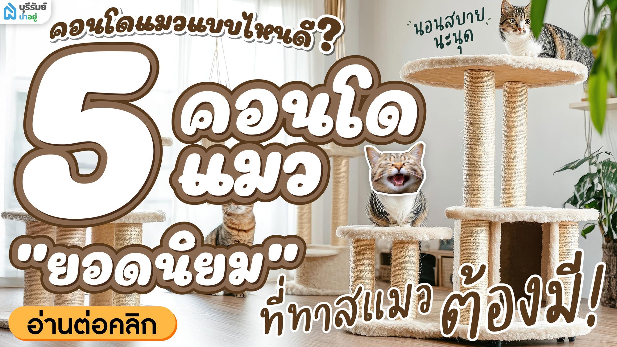 คอนโดแมวแบบไหนดี? 5 คอนโดแมวยอดนิยมที่ทาสแมวต้องมี!