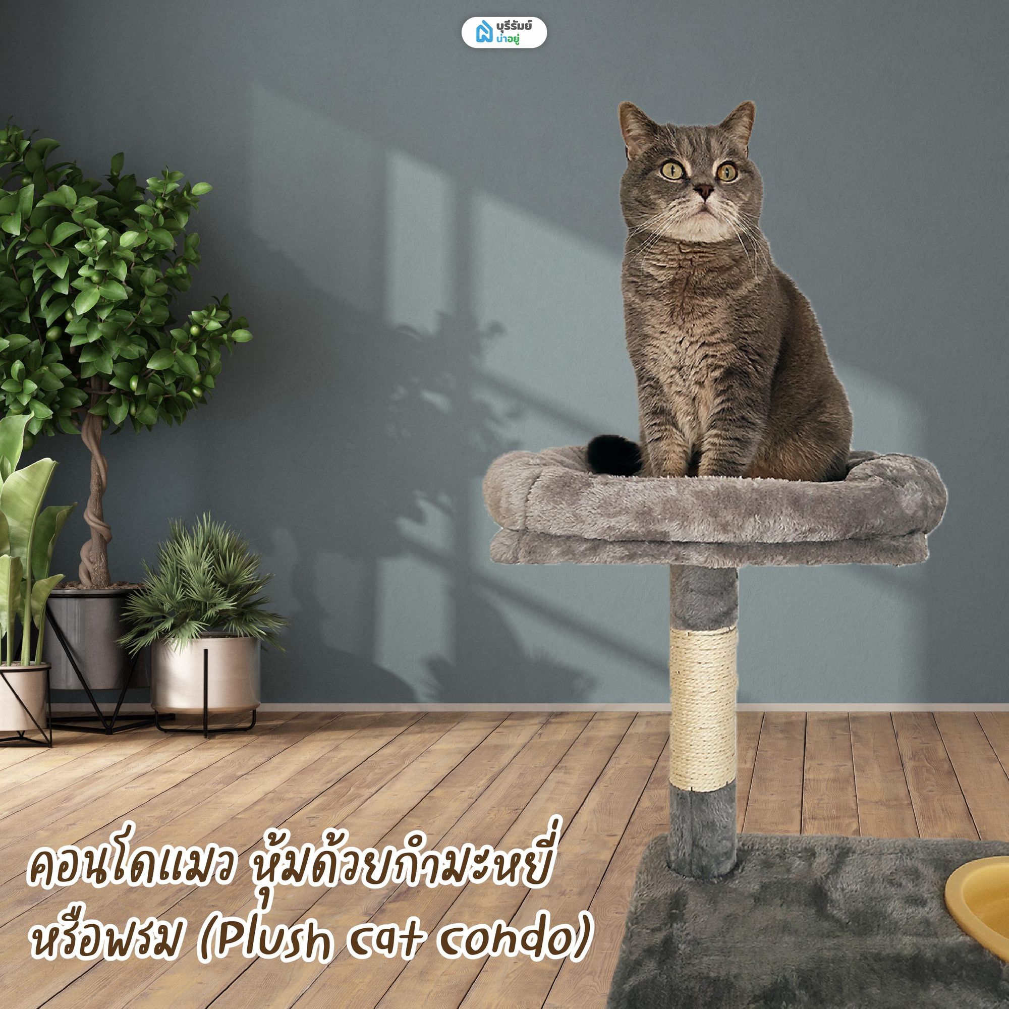 คอนโดแมว หุ้มด้วยกำมะหยี่ หรือพรม 