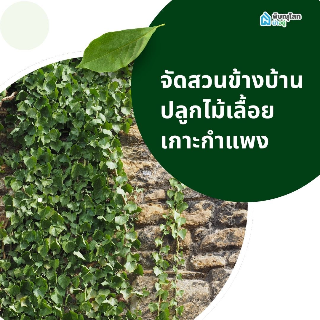 จัดสวนข้างบ้าน ปลูกไม้เลื้อยเกาะกำแพง