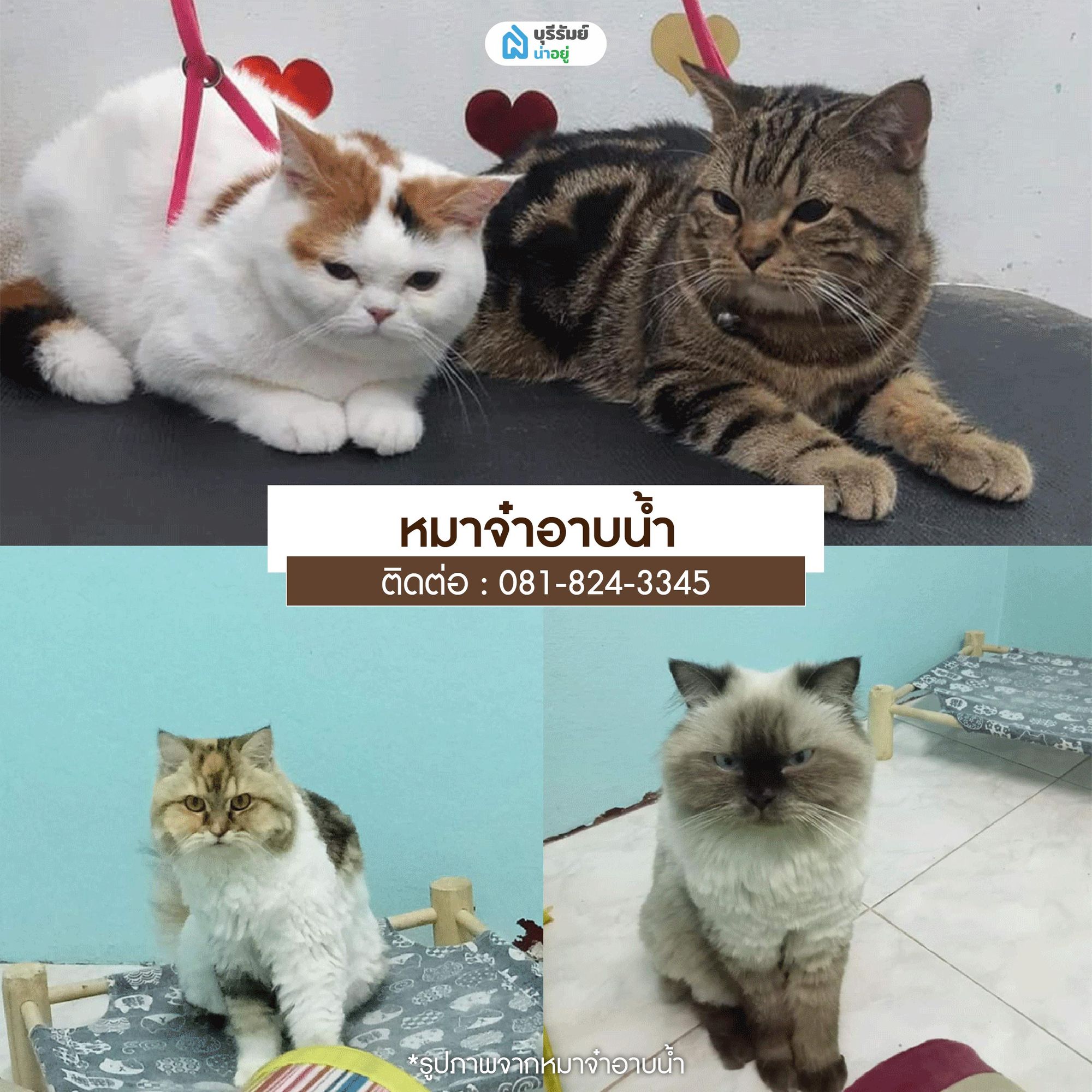 หมาจ๋าอาบน้ำ 