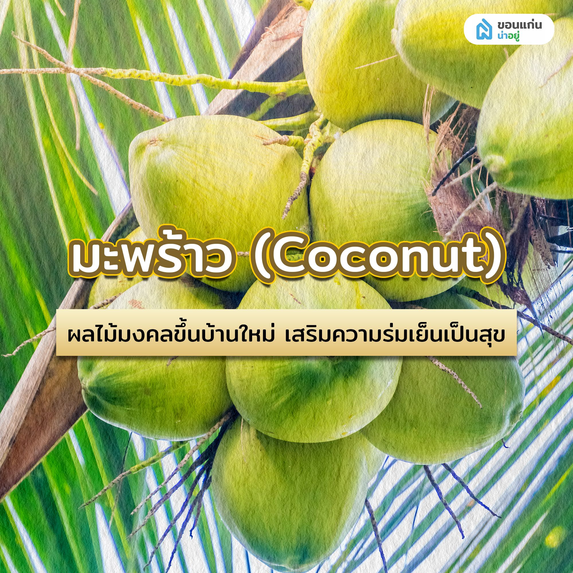 มะพร้าว (Coconut) ผลไม้มงคลขึ้นบ้านใหม่ เสริมความร่มเย็นเป็นสุข