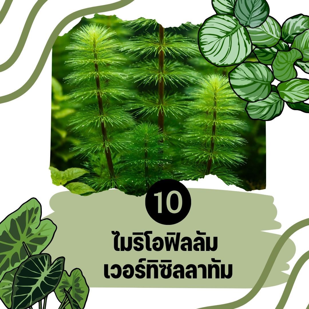 ต้นไม้น้ำ ไมริโอฟิลลัม เวอร์ทิซิลลาทัม