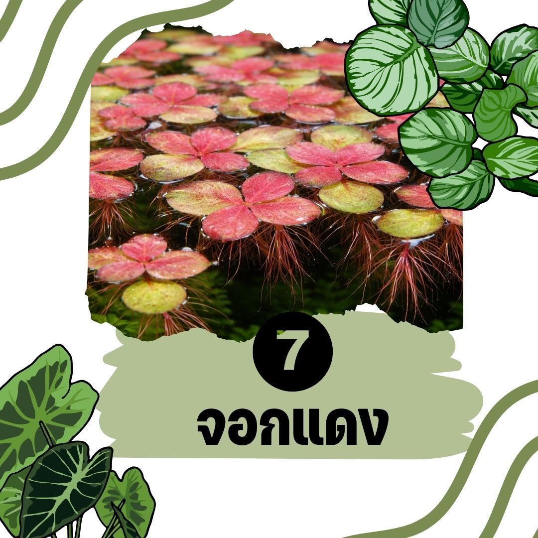 ต้นไม้น้ำ จอกแดง