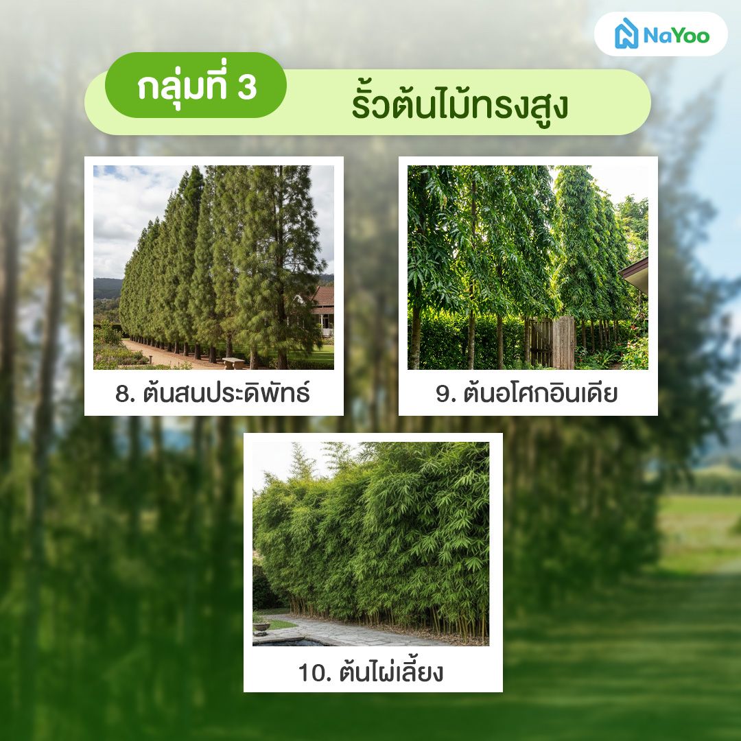 รั้วต้นไม้ทรงสูง
