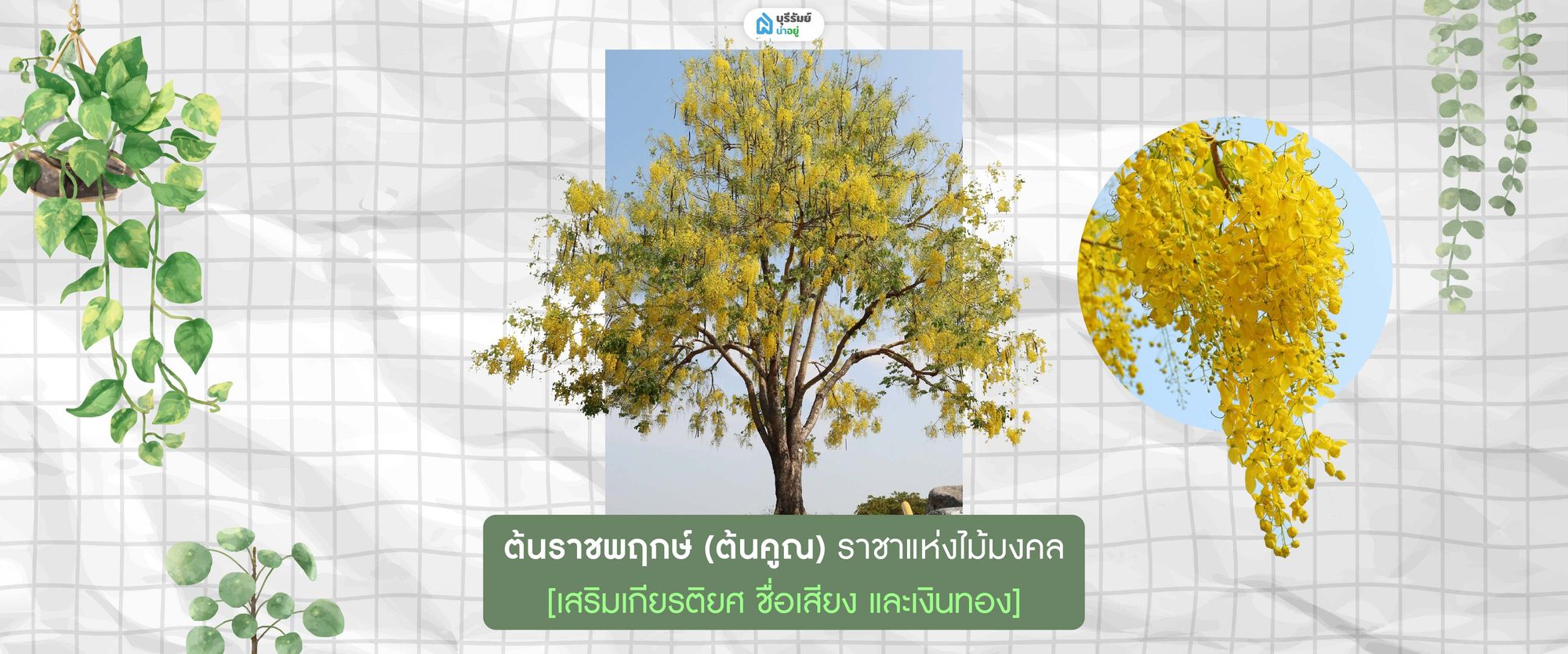ต้นราชพฤกษ์ (ต้นคูณ) 