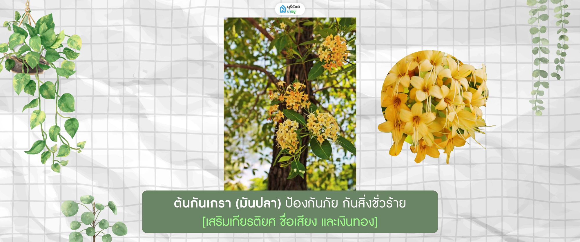 ต้นกันเกรา (มันปลา)