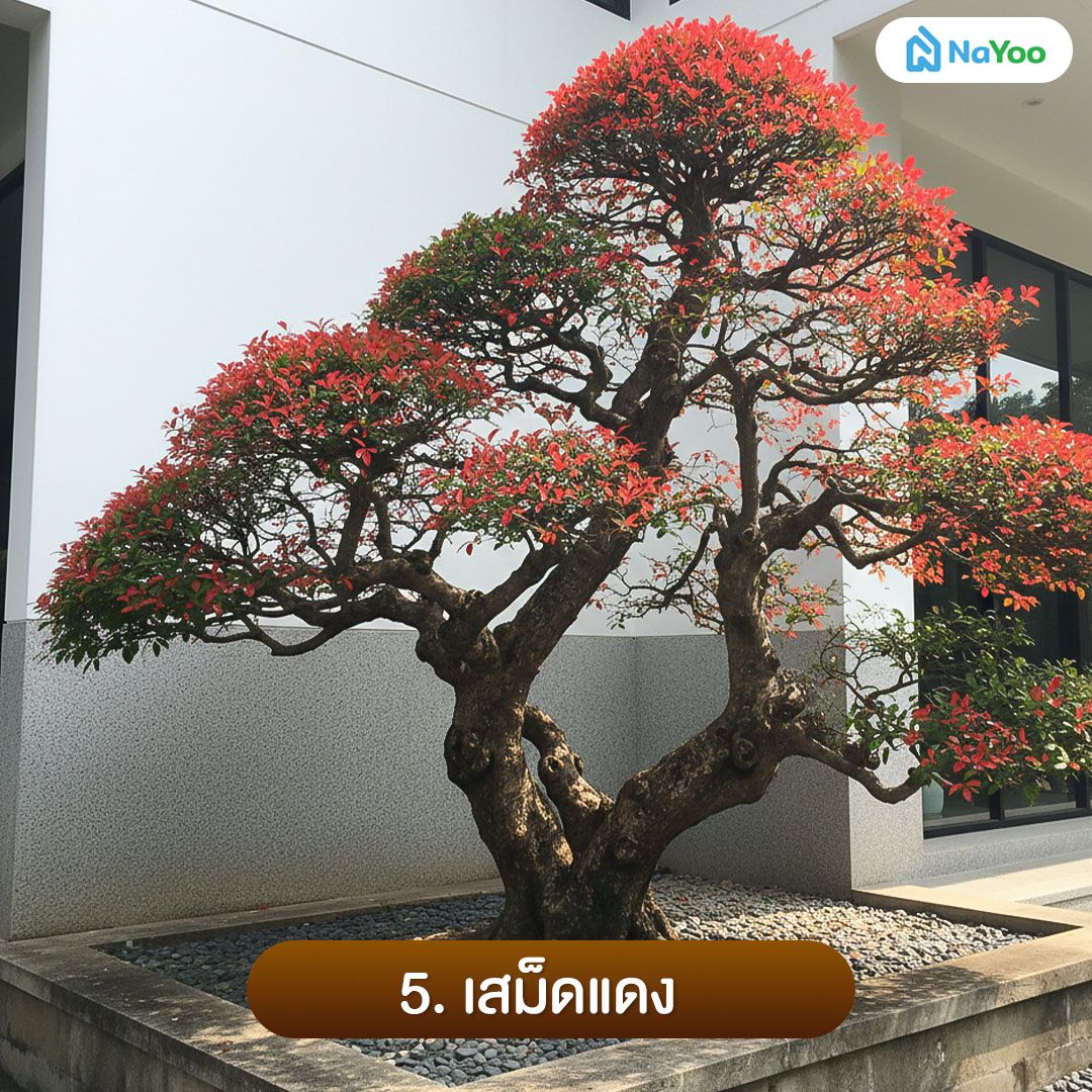 ต้นเสม็ดแดง