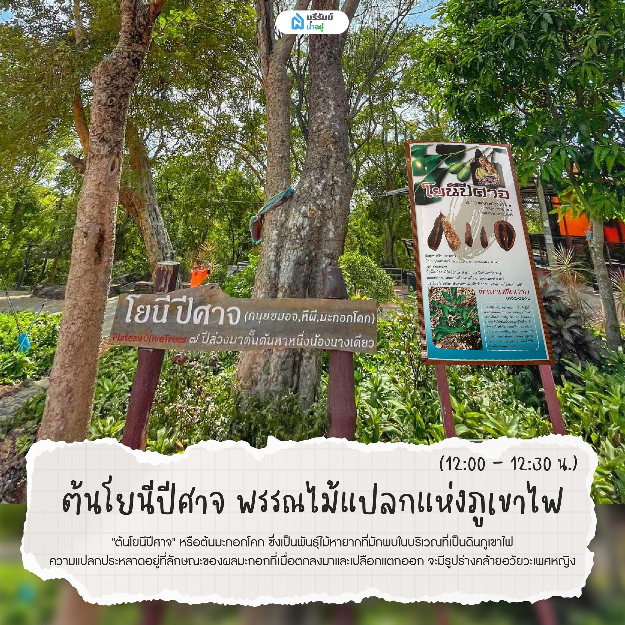 ต้นโยนีปีศาจ พรรณไม้แปลกแห่งภูเขาไฟ