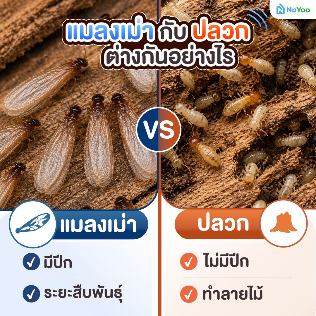 ความแตกต่างของแมลงเม่ากับปลวก