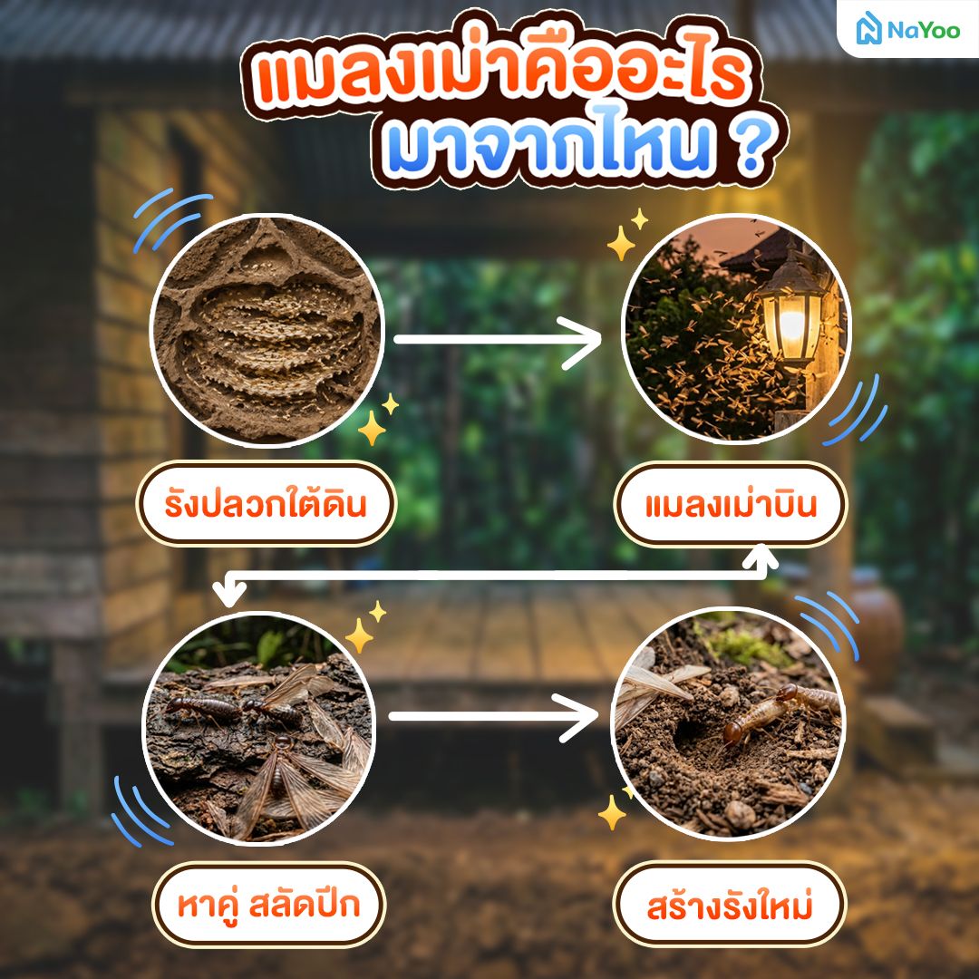แมลงเม่าคืออะไร แมลงเม่ามาจากไหน