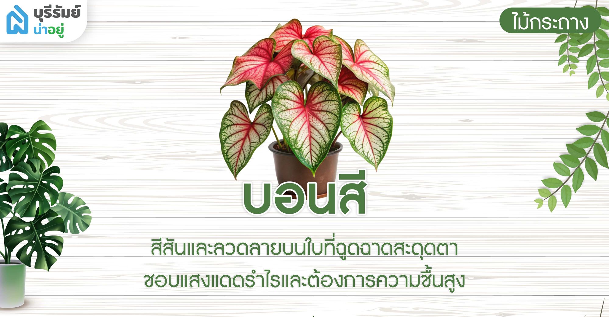 บอนสี