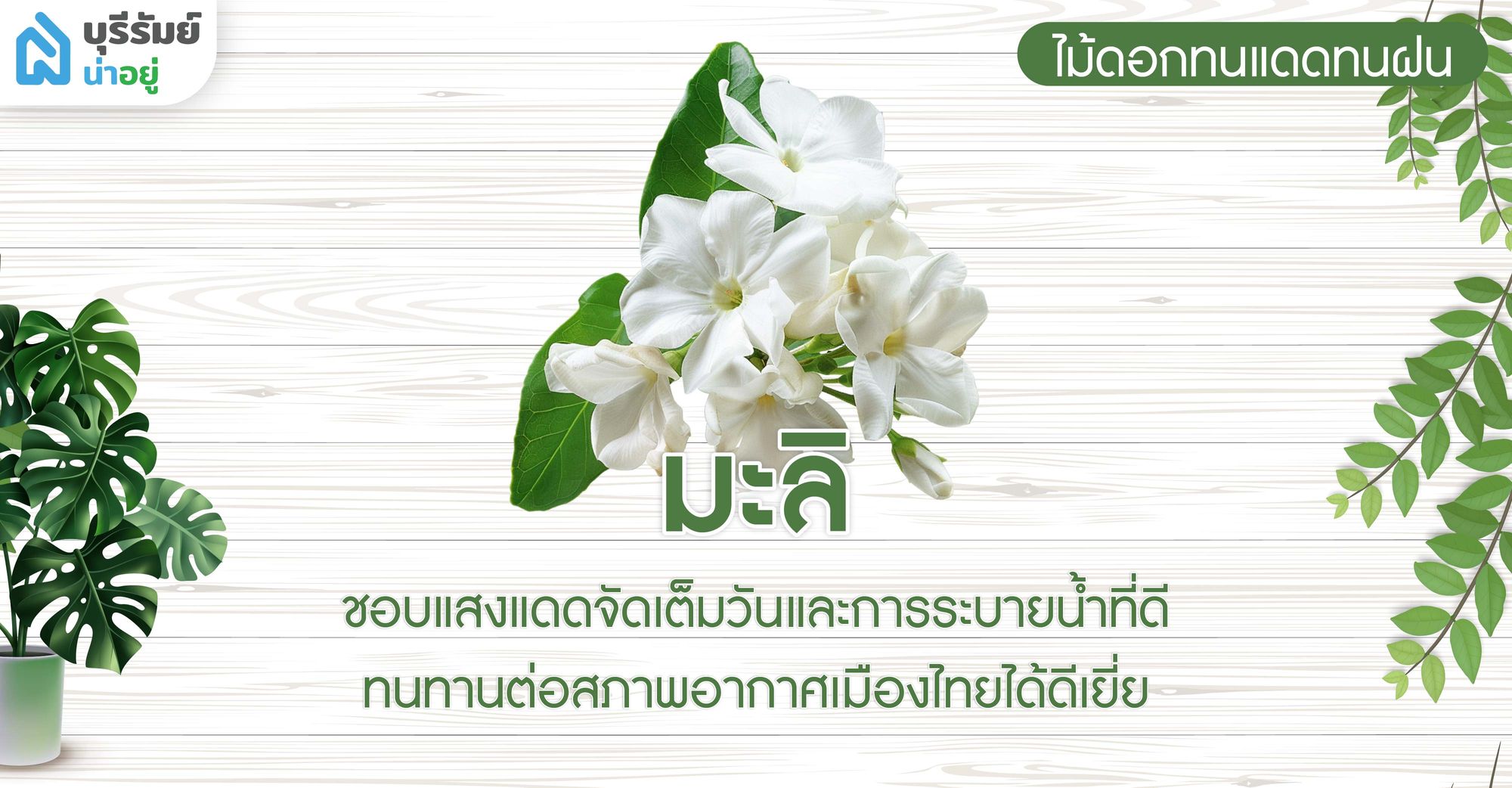 มะลิ