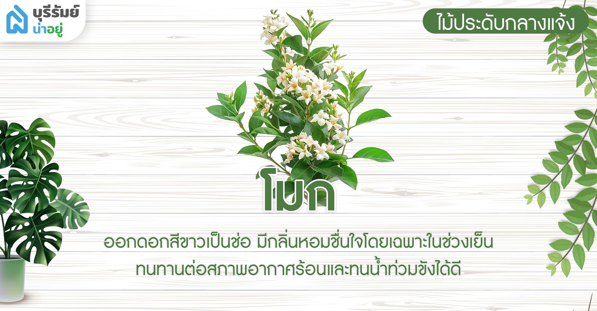 โมก