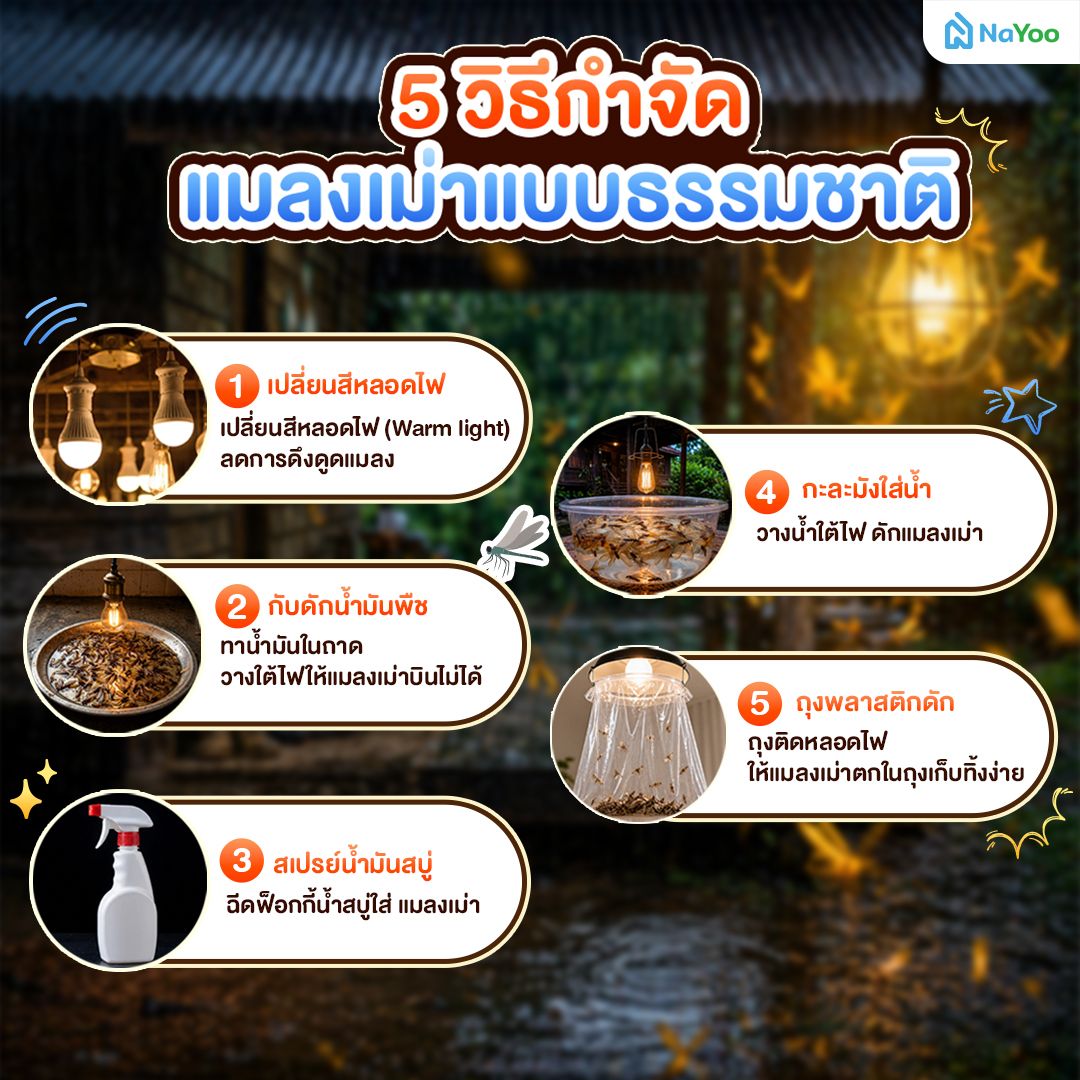 5 วิธีกำจัดแมลงเม่า