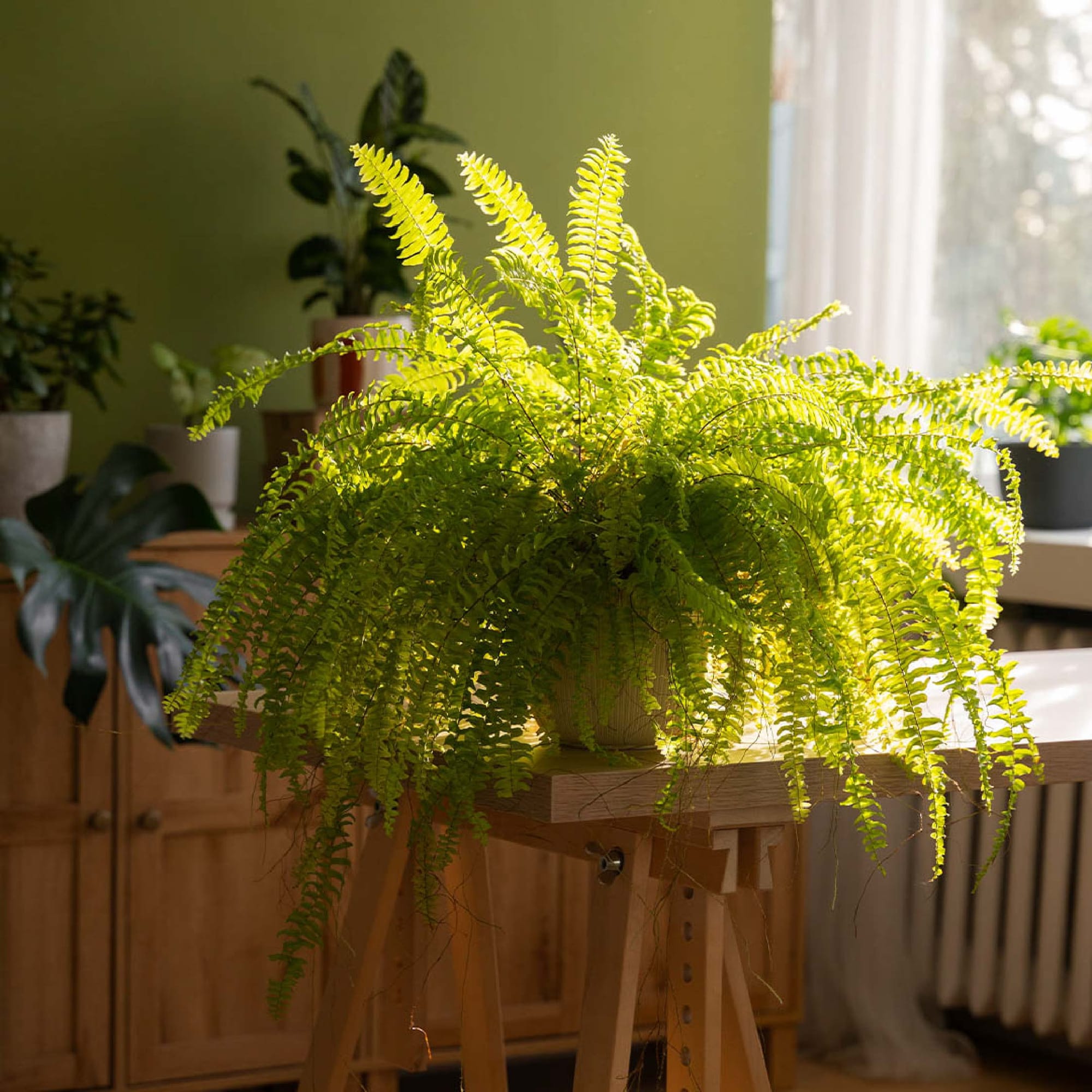  เฟิร์นบอสตัน (Boston Fern)