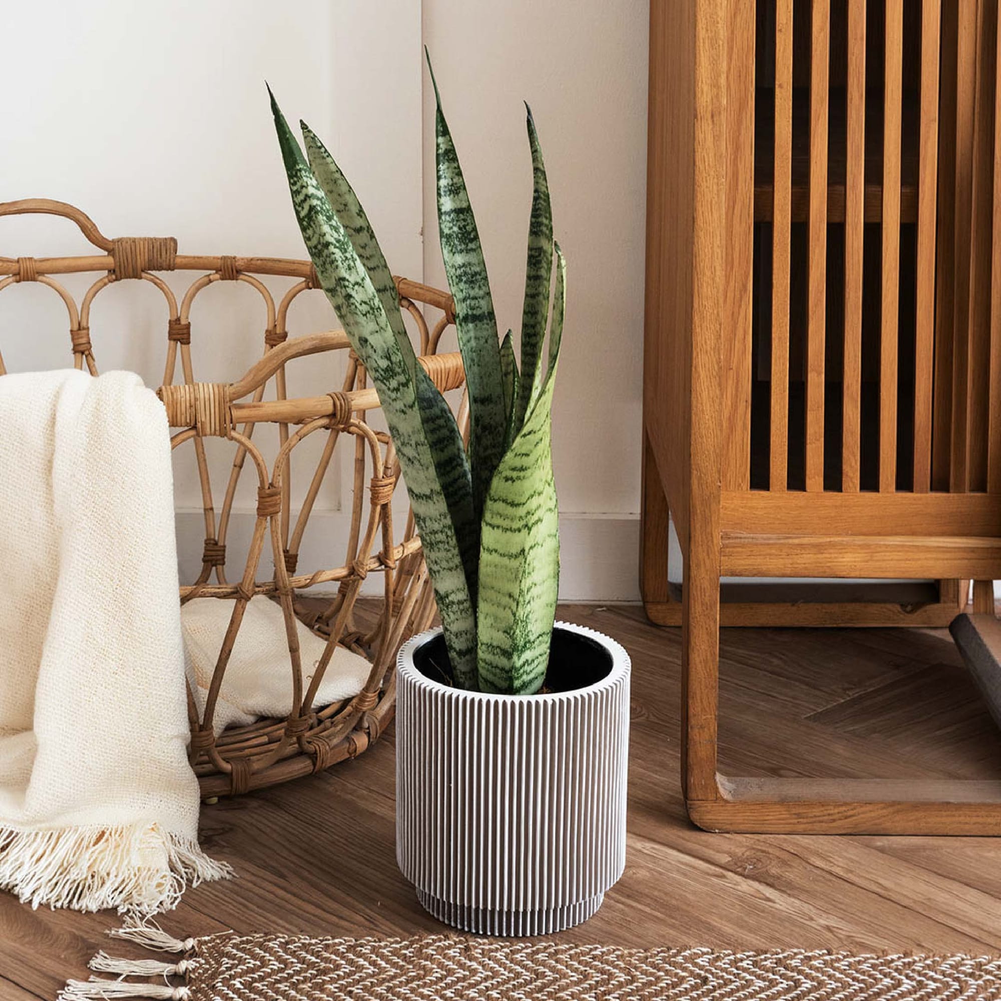 ลิ้นมังกร (Snake Plant)