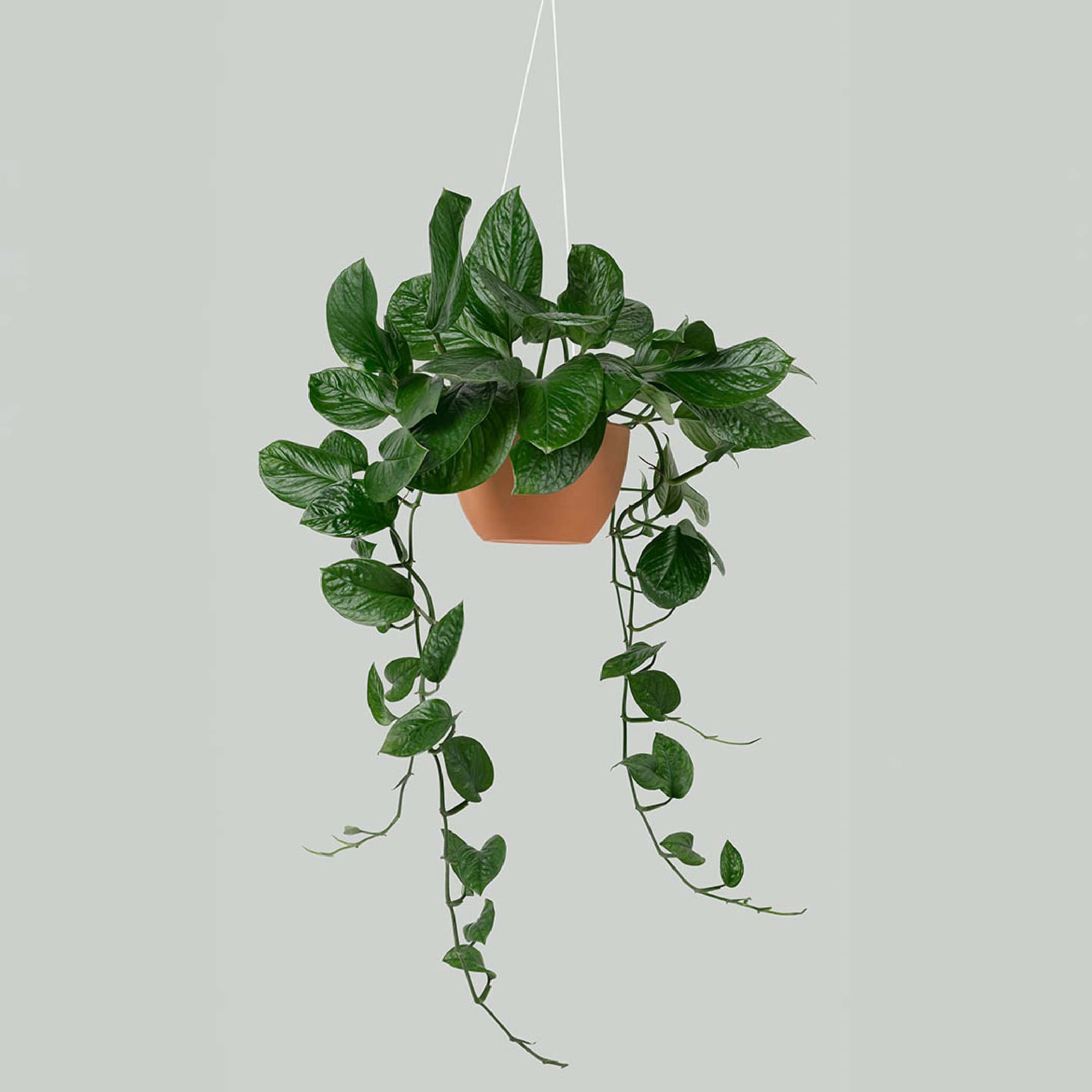 พลูด่าง (Golden Pothos)
