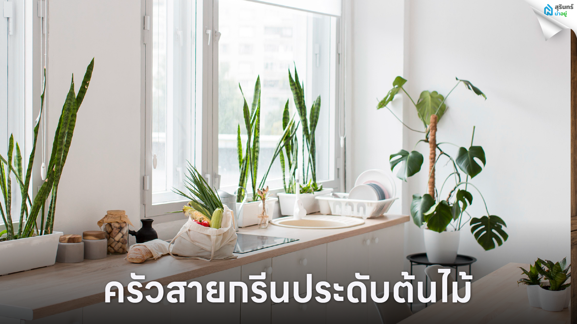 ครัวสายกรีนประดับต้นไม้